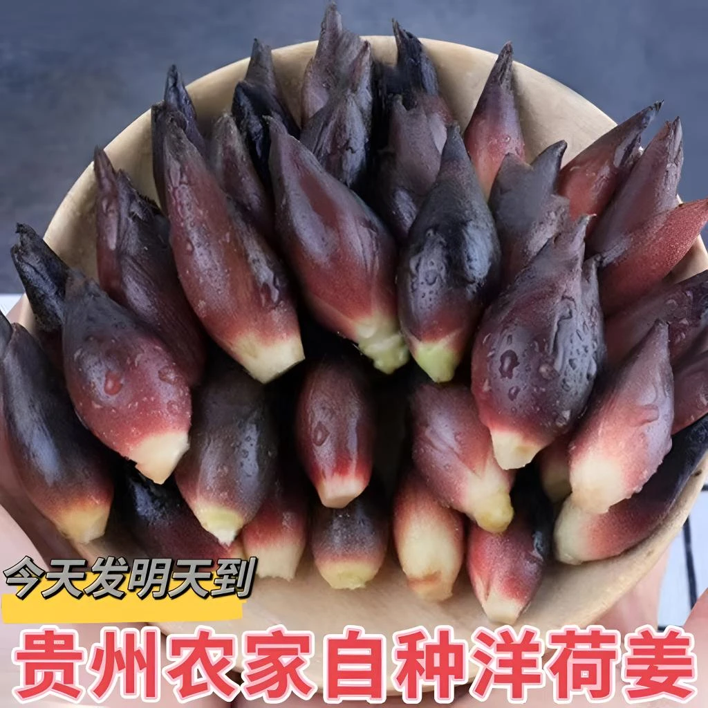 阳霍贵州深山农家新鲜阳荷姜脆嫩炒腊肉美味产地现采现带泥发货