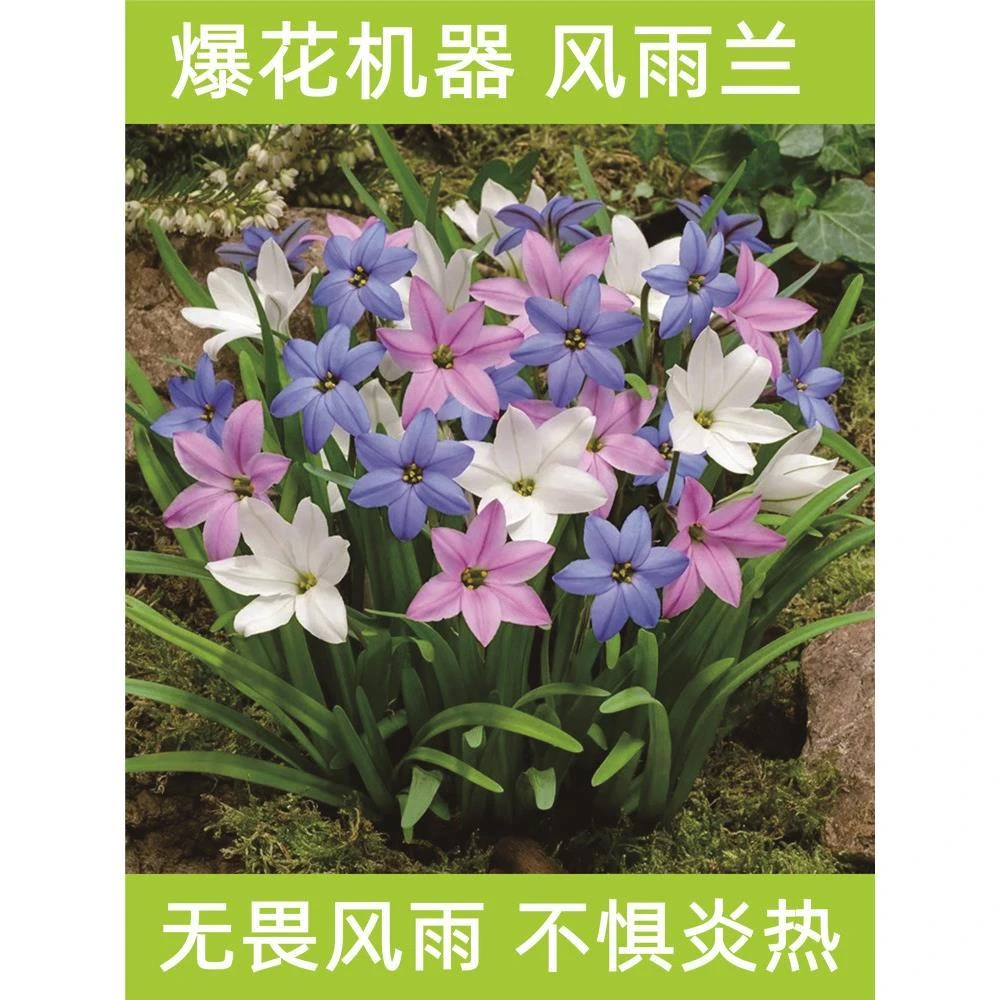 风雨兰大种球重瓣四季开花浓香葱兰韭兰石蒜盆栽阳台庭院花卉绿植