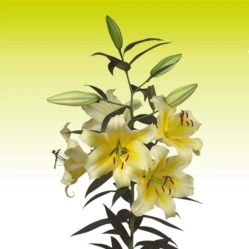 香水百合种球OT百合花种子庭院阳台盆栽球根花卉春季四季植物栽培