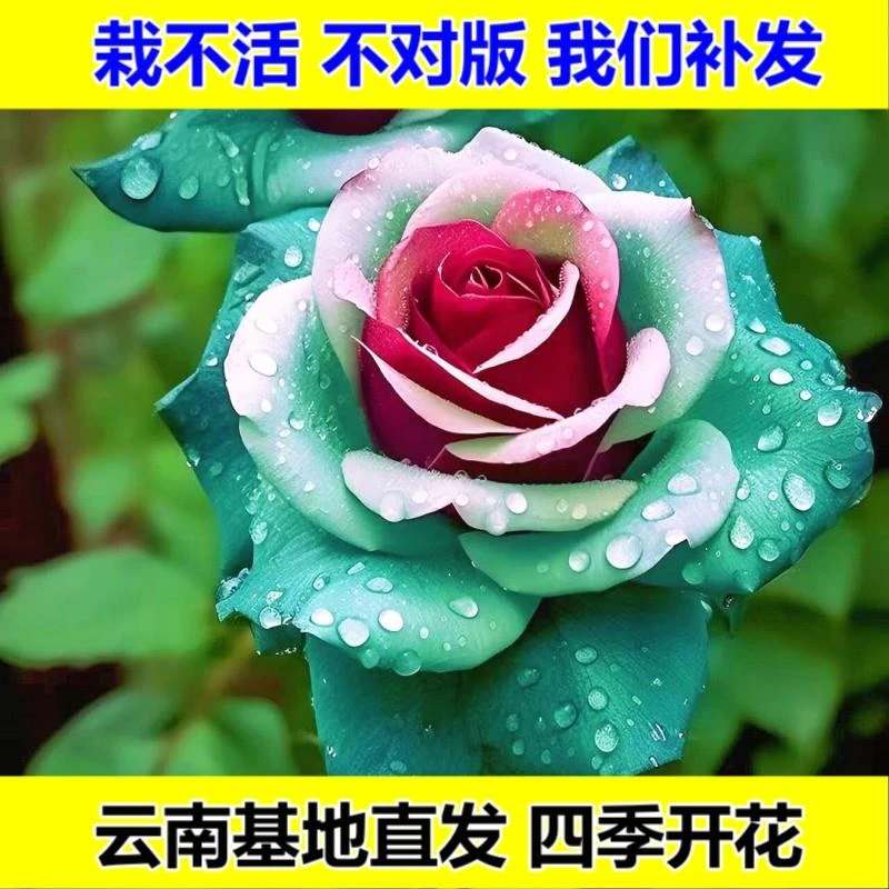 新品种 紫罗兰 玫瑰花苗 四季开花 绿植月季花卉植物盆栽粉色养护