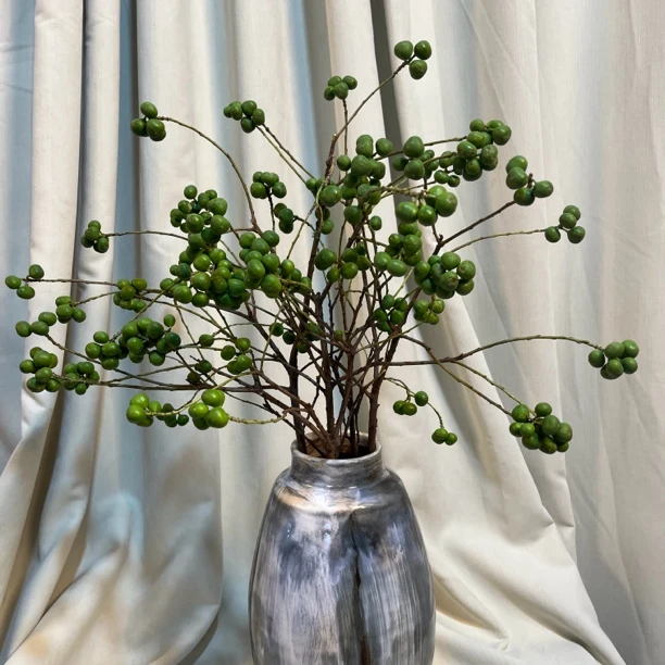 【菩提果】可水培可做干花送伴手礼