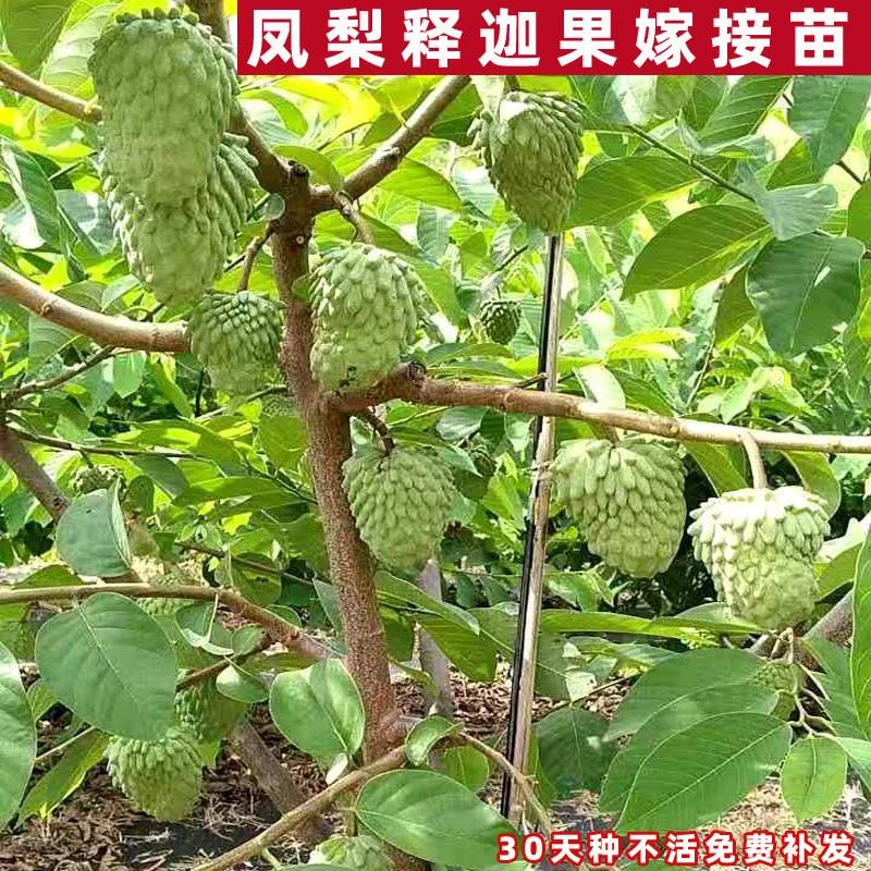 释迦果苗树台湾凤梨嫁接特大番荔枝佛陀头果树苗裸根种植当年结果