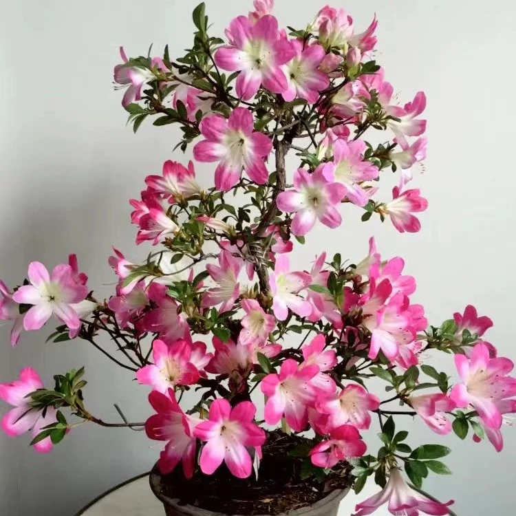 杜鹃花皋月杜鹃直播链接