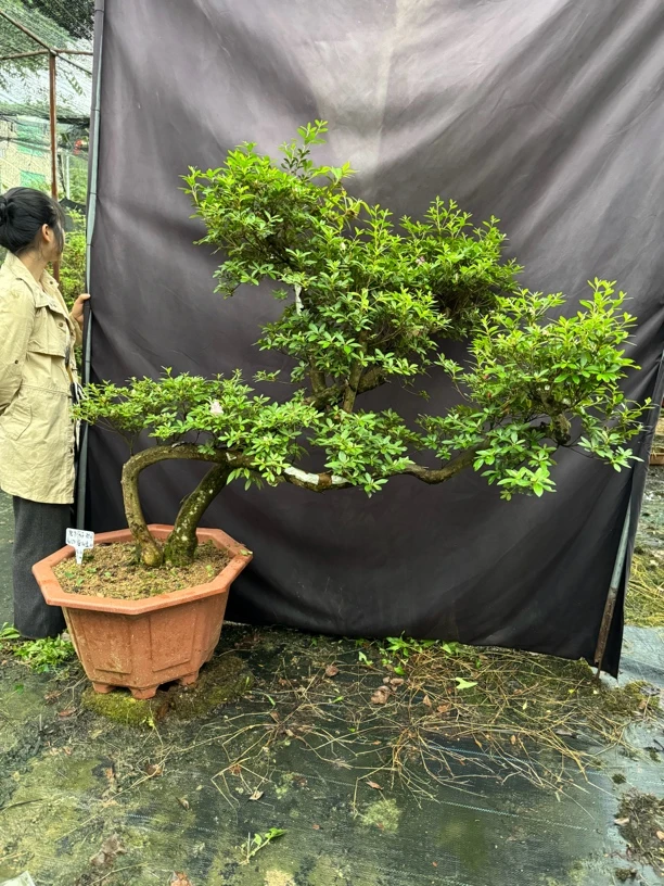 唐狮子牡丹皋月杜鹃花  映山红嫁接五年