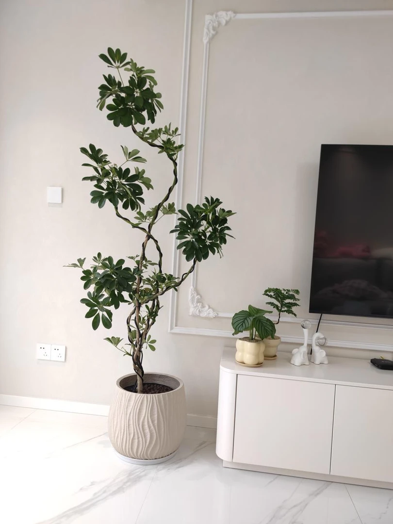 直播间绿植一物一拍专属链接