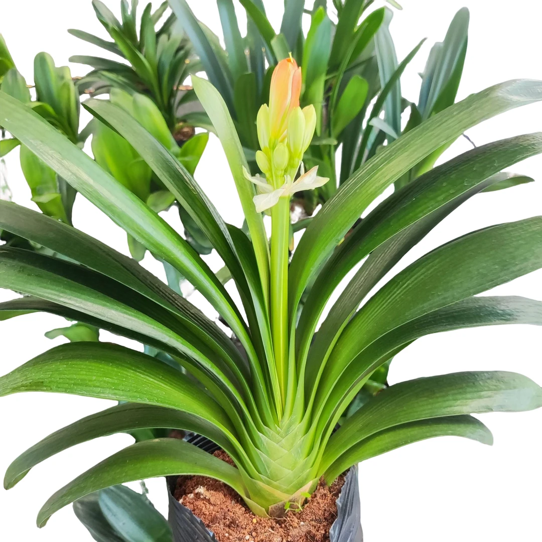 5年成品君子兰当年开花叶片微瑕原盆原土无调自然态