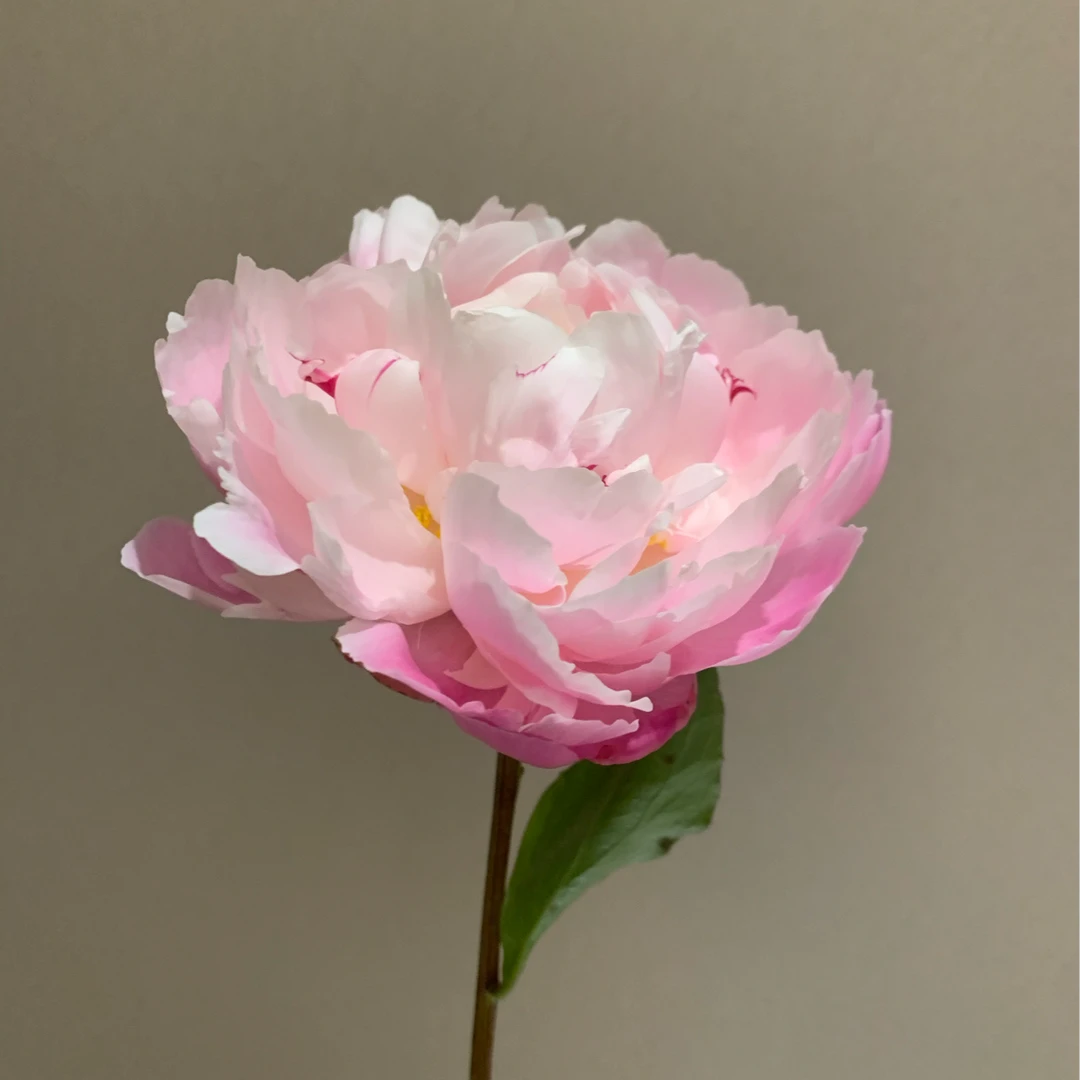 桑篱园【粉菱红花花苞2.3】山东千层重瓣大芍药