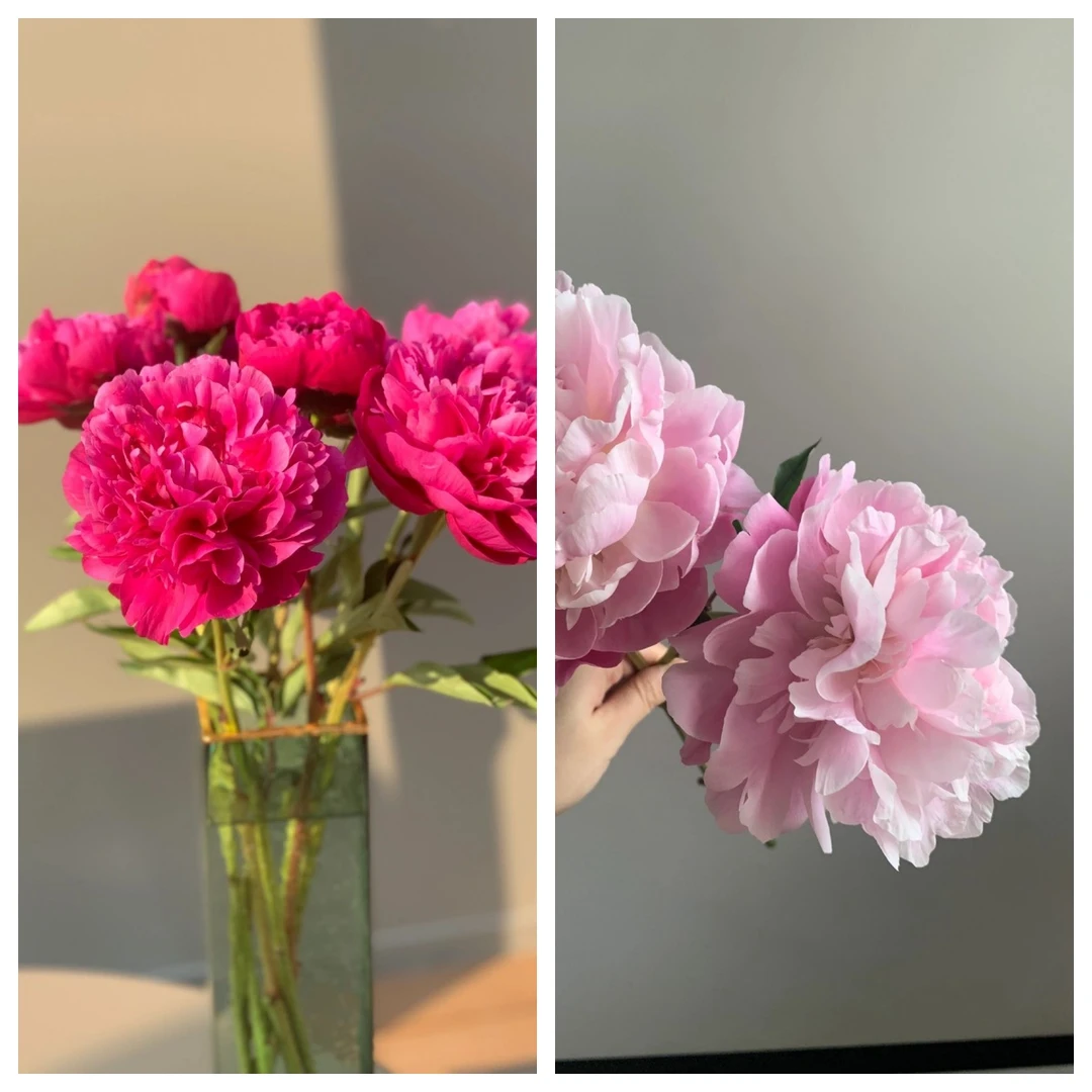 桑篱园【10枝混搭】国产重瓣大芍药鲜切花山东菏泽基地直发共10枝