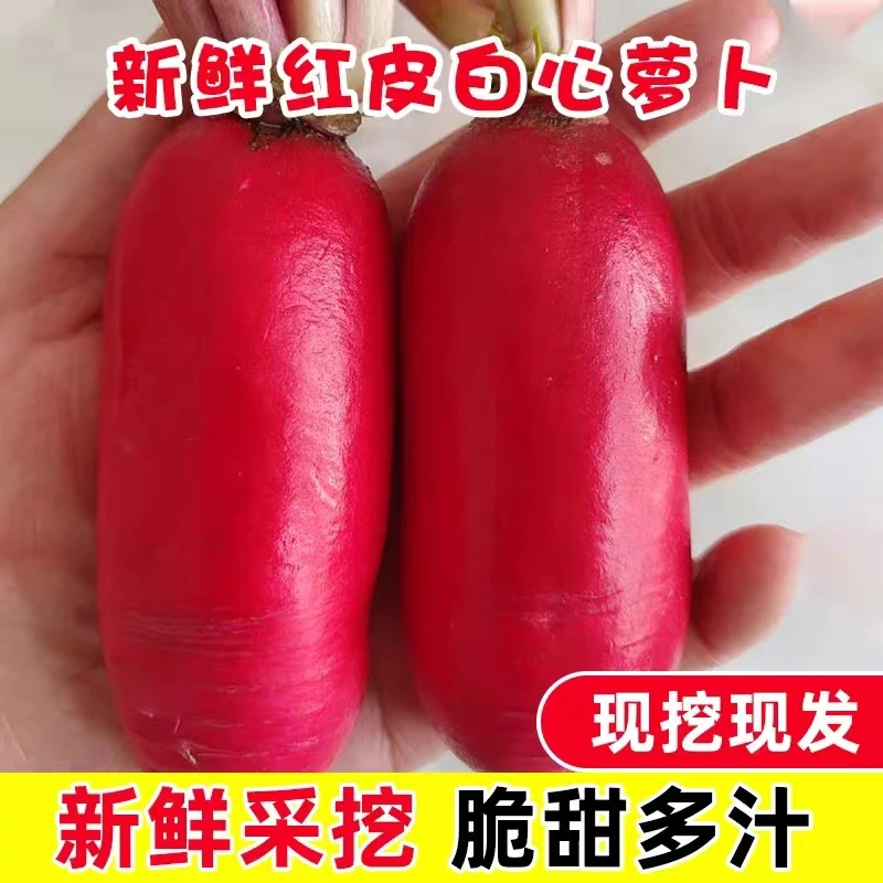 神百共享菜园补贴红皮小萝卜五斤包邮