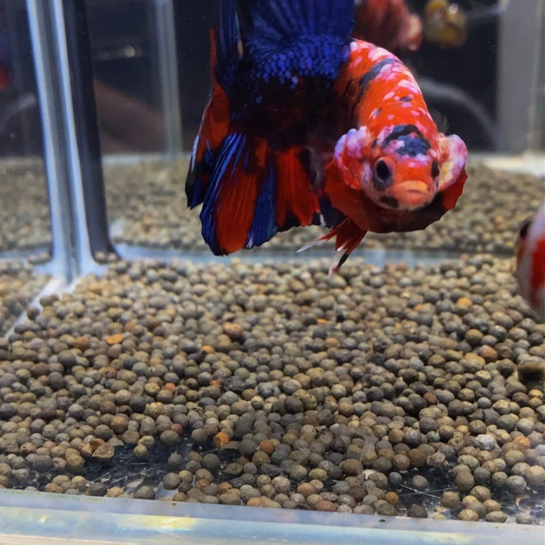 斗鱼热带鱼不分公母520