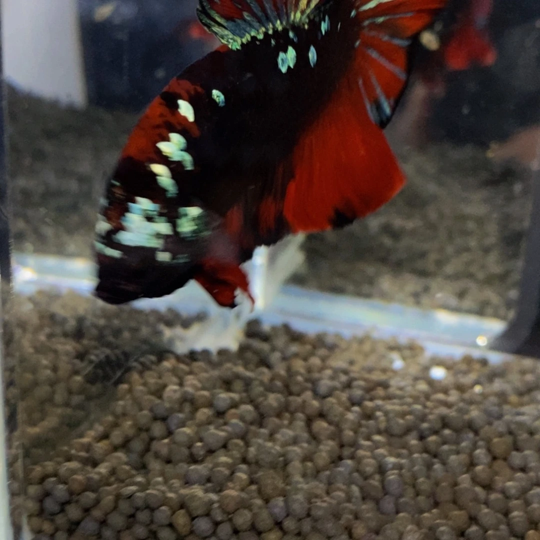 斗鱼热带鱼不分公母292