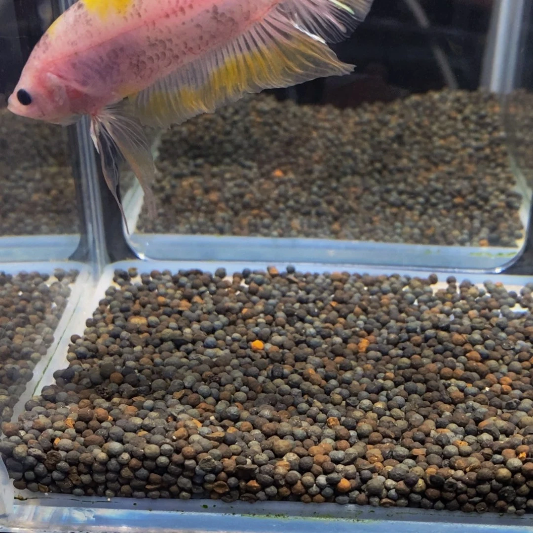 斗鱼热带鱼不分公母300我***啊