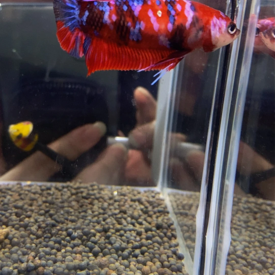 斗鱼淡水不分公母211