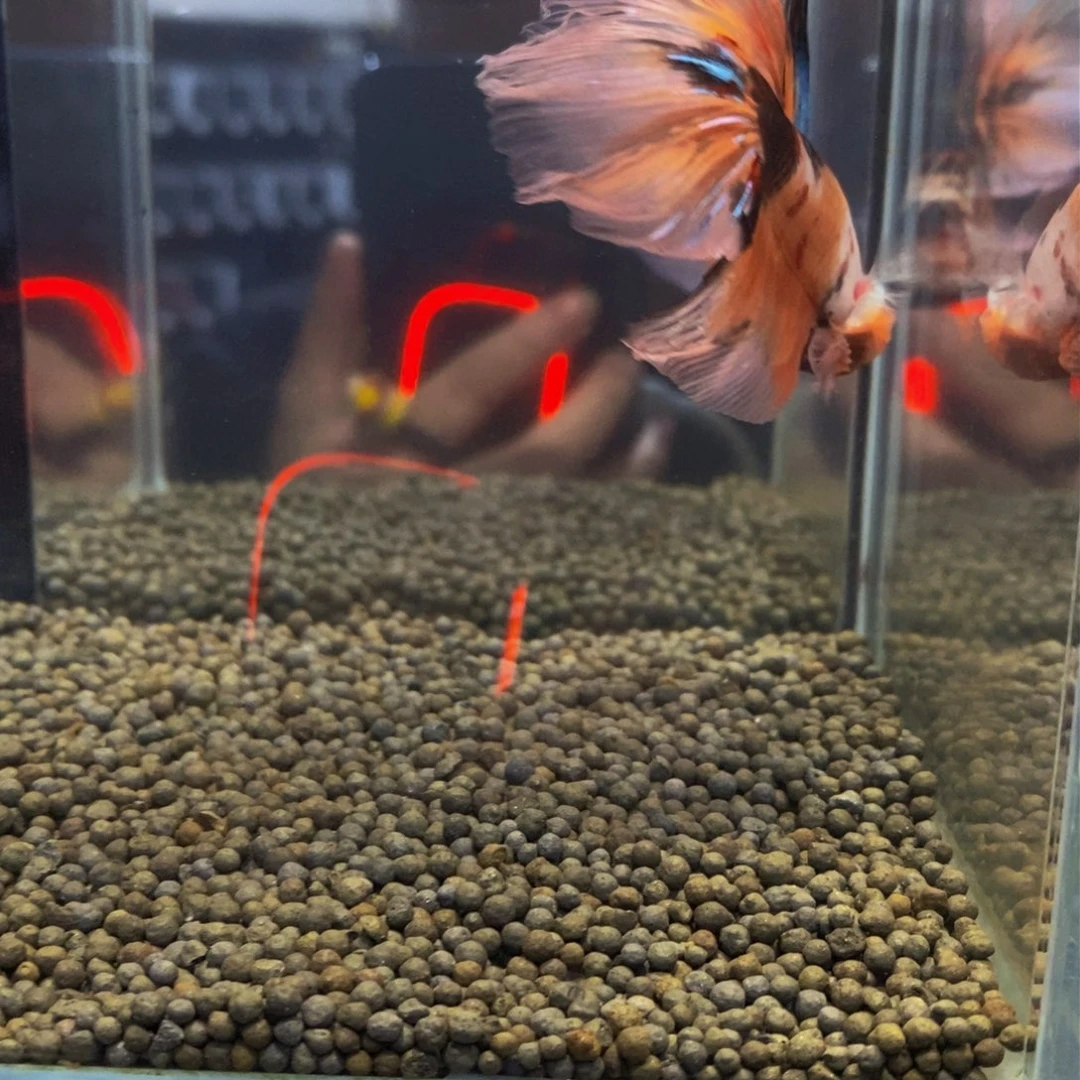 斗鱼热带鱼不分公母450