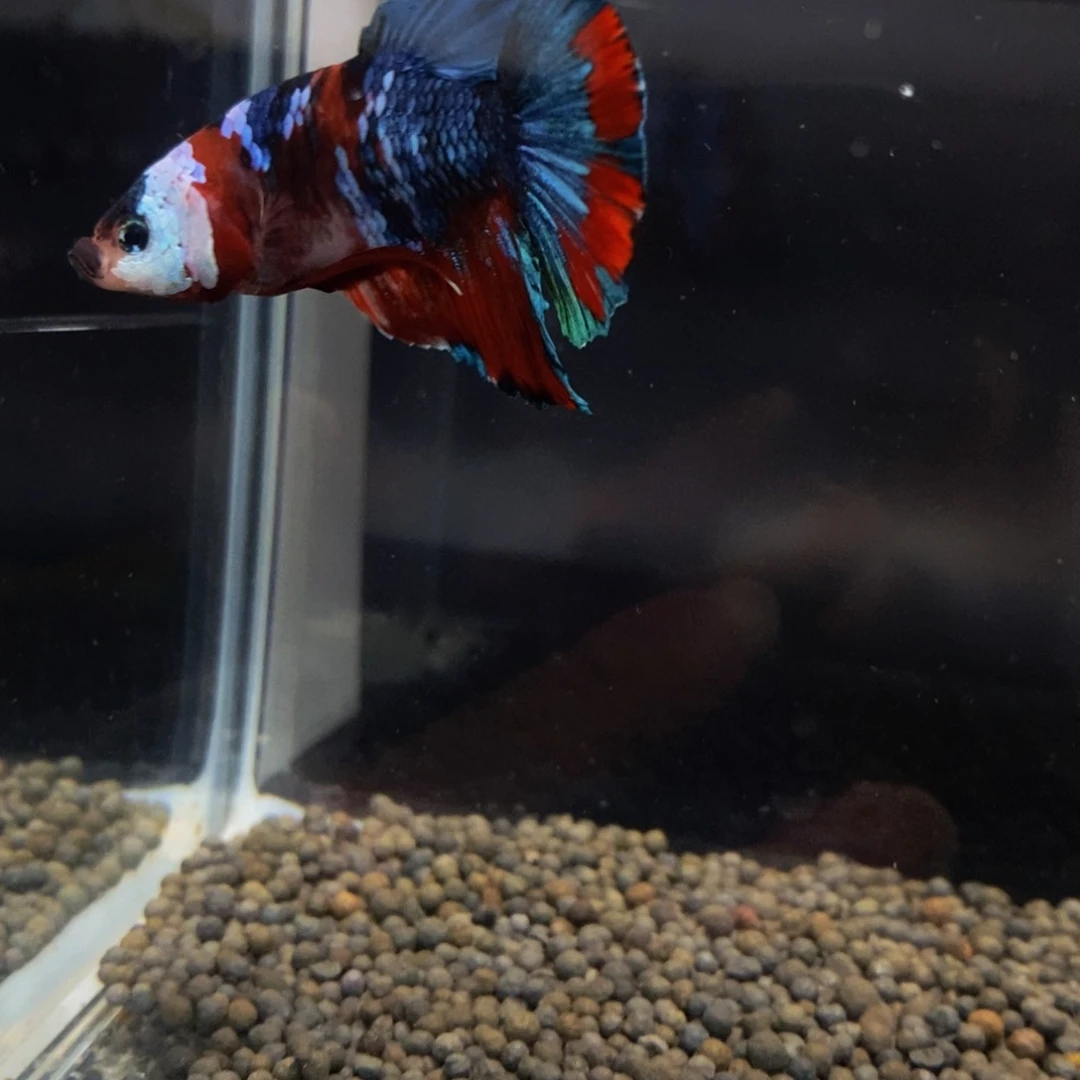 斗鱼淡水不分公母420