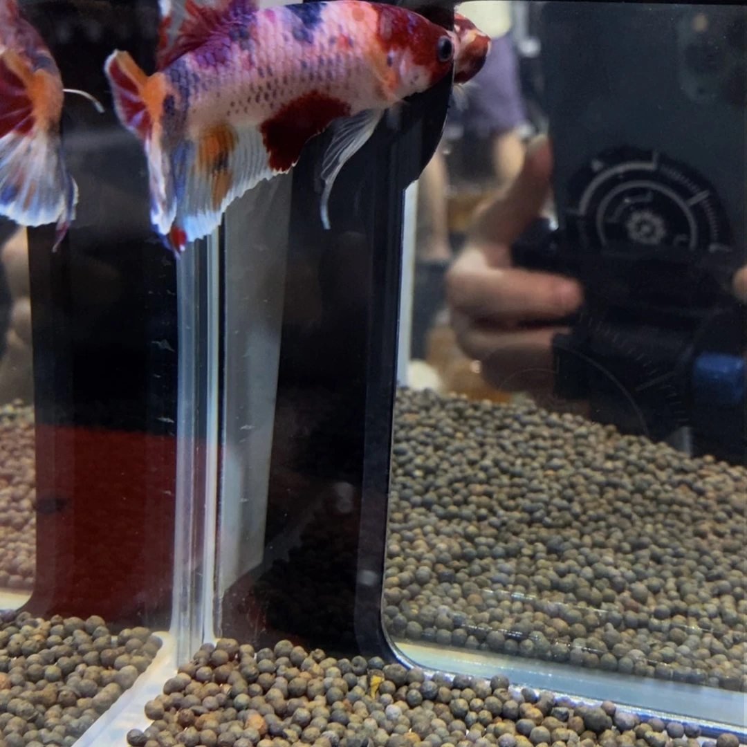 斗鱼淡水不分公母340