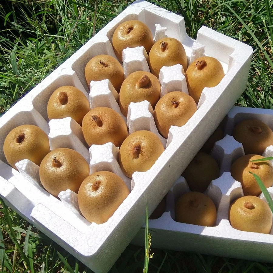 四川蒲江黄金奇异果果园现摘6-24个单果70g起 水果当季猕猴桃