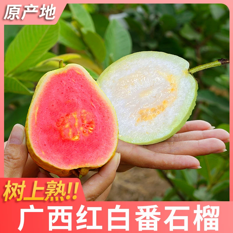 【纯香果】广西红白心芭乐3斤/5斤单果120g+普邮dr111111低糖