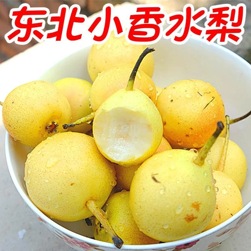 东北特产小香水梨新鲜整箱净重包邮酸甜软糯水果梨正宗小香梨子