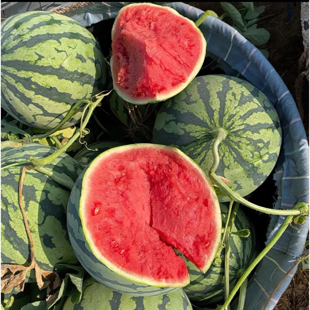 2024年头茬新鲜麒麟西瓜冰糖美都8424西瓜脆甜多汁瓜当季水果包邮