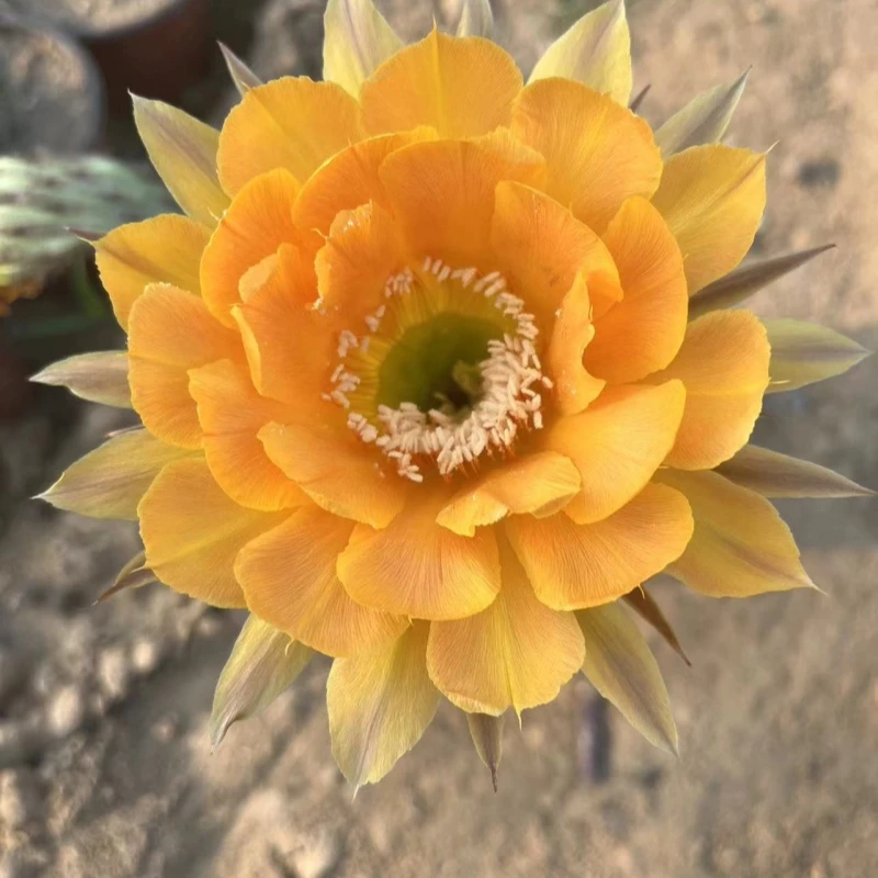 彩草丽花毛花柱仙人球基地发货【直播间一物一拍】不清楚的联系客服