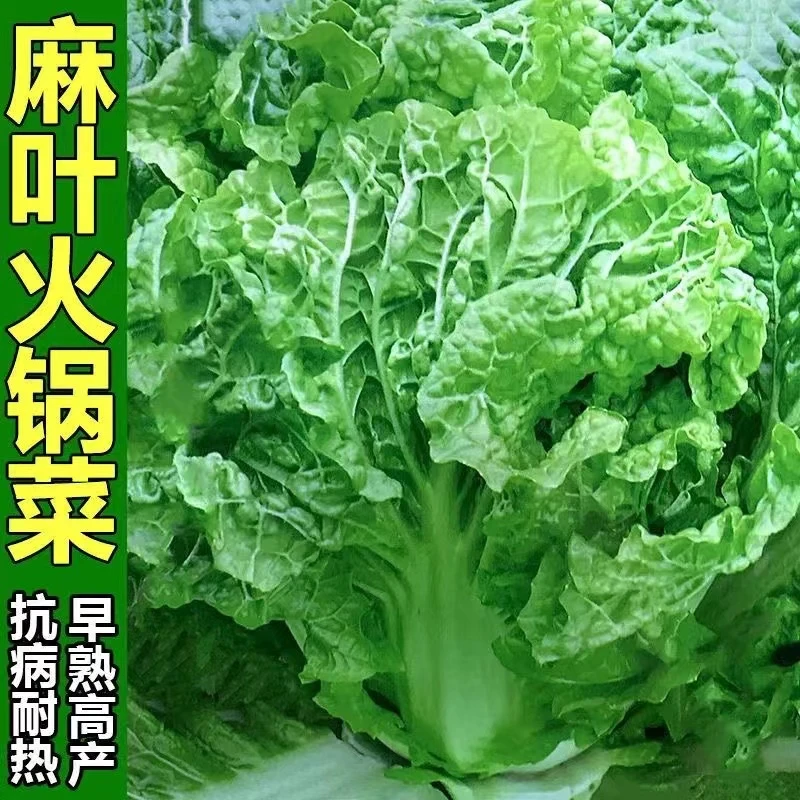 火锅白菜种子叶多无筋高产抗病早熟秋季播大田麻叶大白菜蔬菜种子