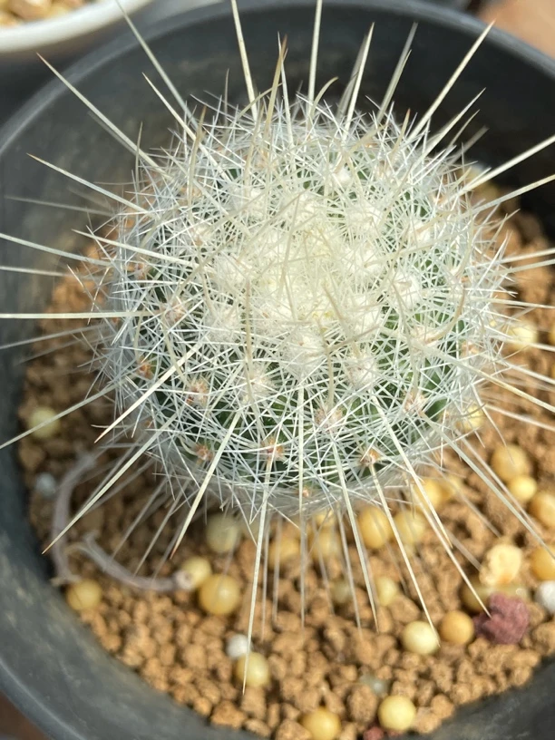 仙人球植物太白丸实生籽播球体冠径3.5厘米一物一拍实物发货