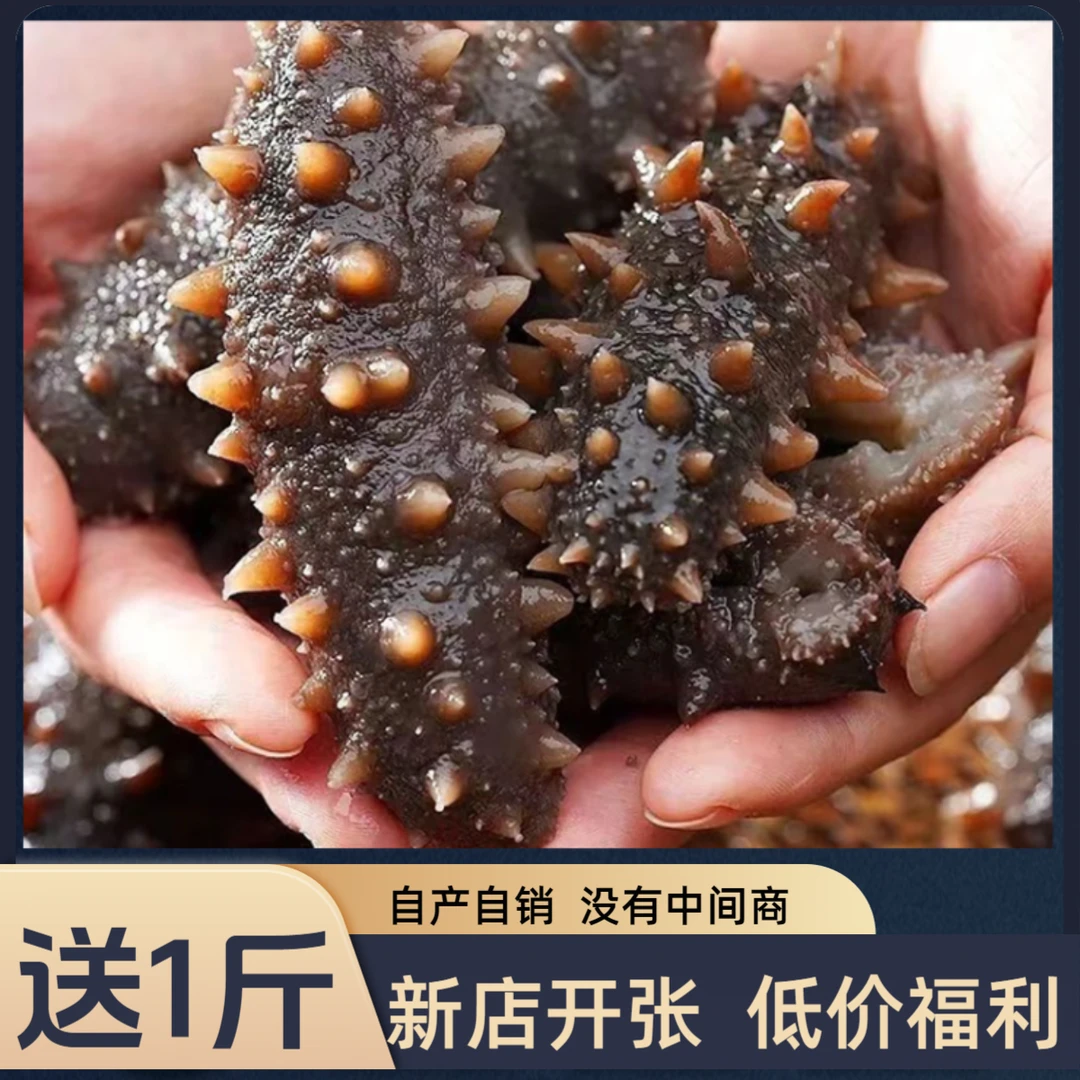 【春季福利】即食辽参海参低温冷蒸产地鲜食顺丰大连特产