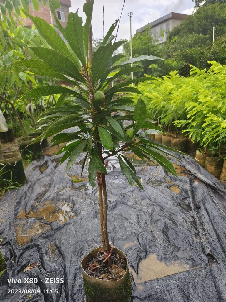 鸡蛋巨蟹座新奇植物茉莉配方土果树苗南方矮化树苗