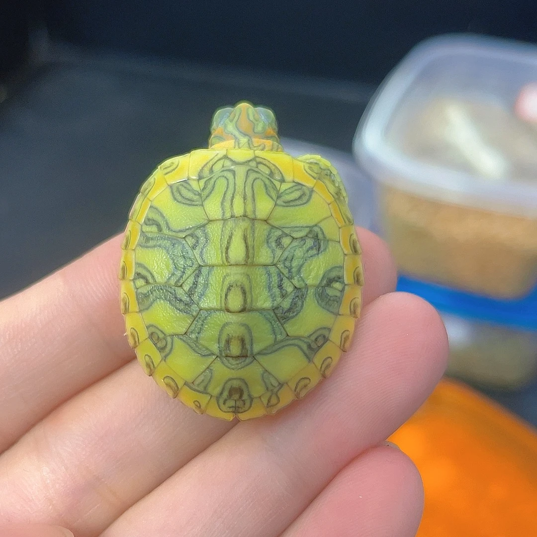 巴西龟直播间专属链接2