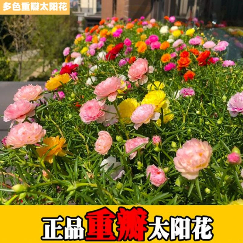 【10000粒太阳花种子】混色7色重瓣太阳花易活易种阳台庭院