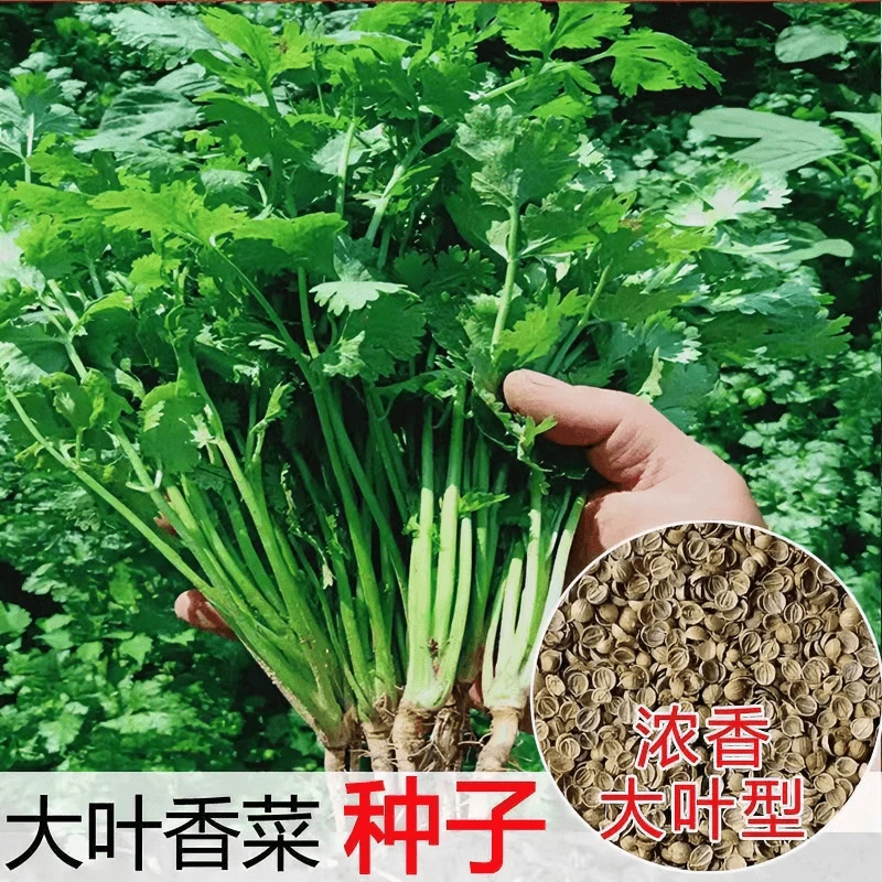 四季大叶香菜种子耐热耐抽墓芫荽种籽春秋四季蔬菜盆栽蔬