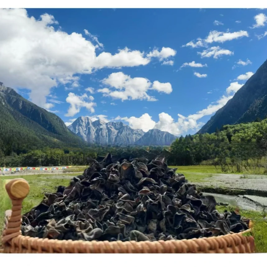 【西藏高海拔小木耳】高原无污染养生食品严选