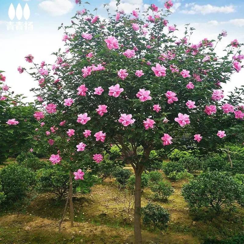 四公分木槿花,非常耐寒品种。重瓣花,大小规格。