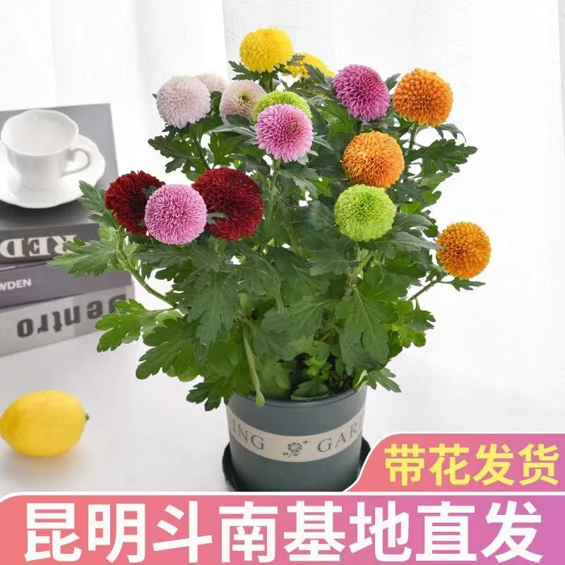 老杨【乒乓菊】 盆栽带花盆四季开花菊花带花苞好养活室内阳台绿植
