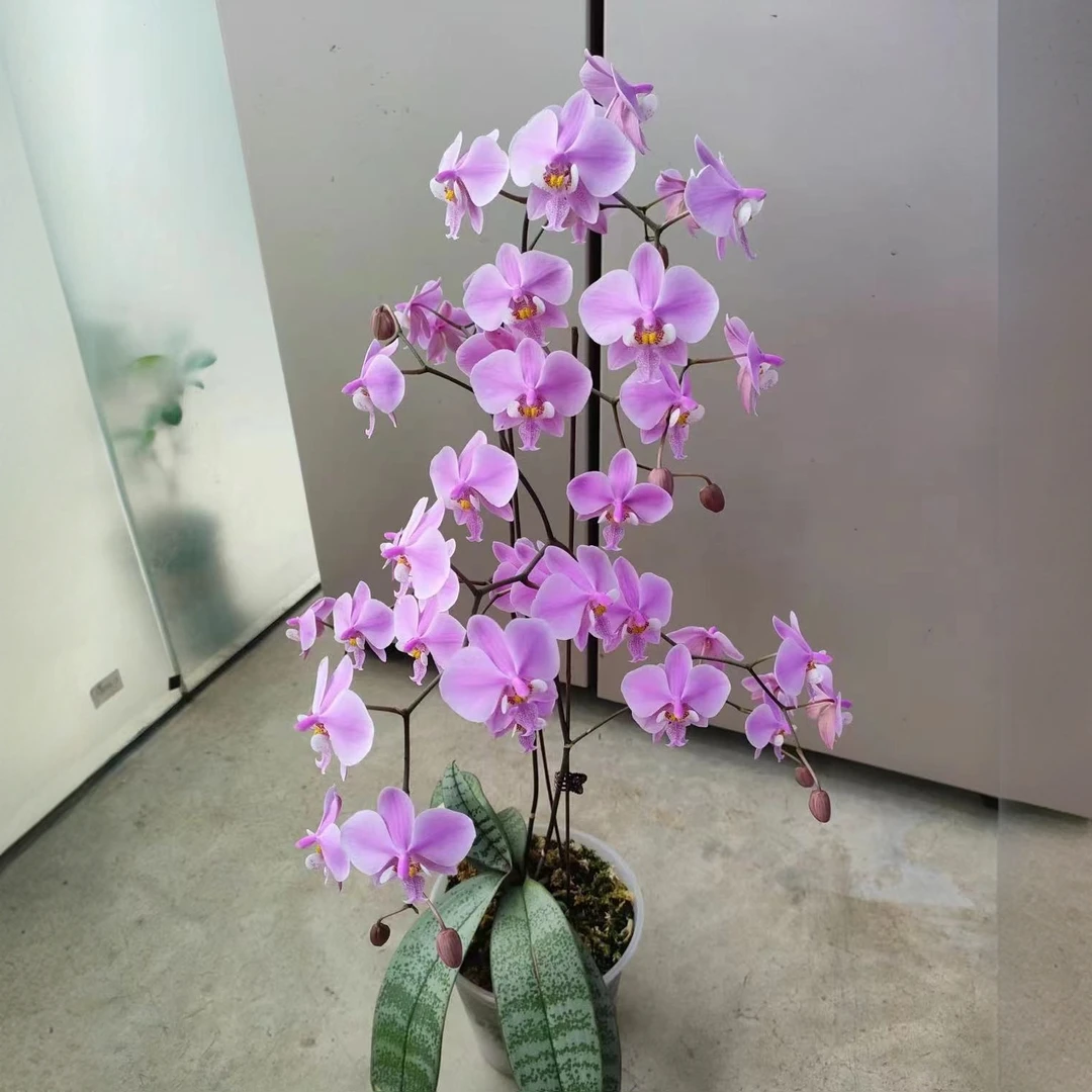 菲律宾山採 趣味蝴蝶兰【锦尚兰业】