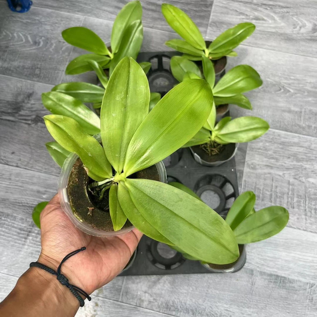 盾花蝴蝶紫斑兄弟交 原生趣味蝴蝶兰【锦尚兰业】