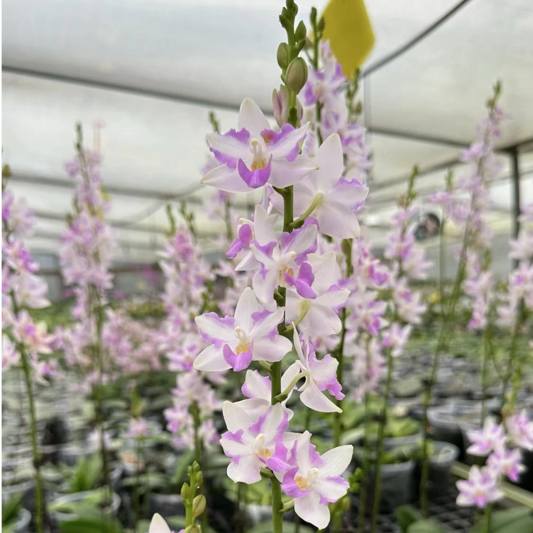 红猫原生朵丽蝴蝶兰【锦尚兰业】