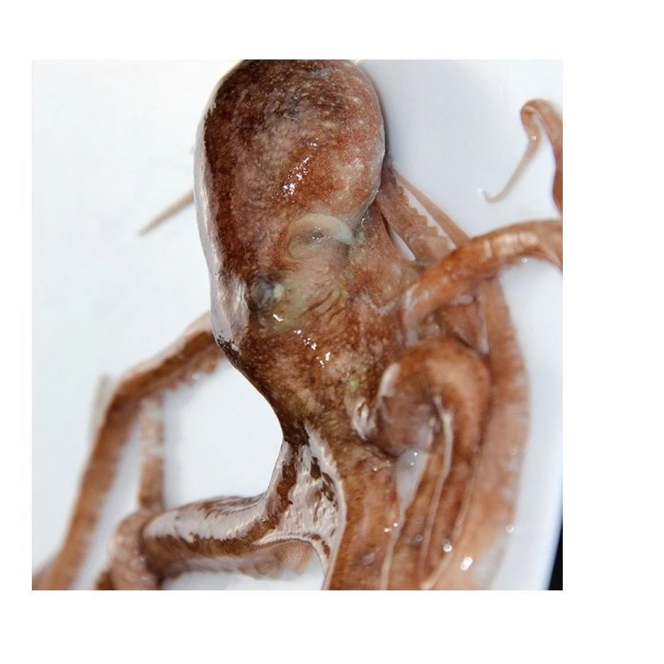 生鲜活冻长腿爆头八爪鱼4斤 （3斤送1斤）