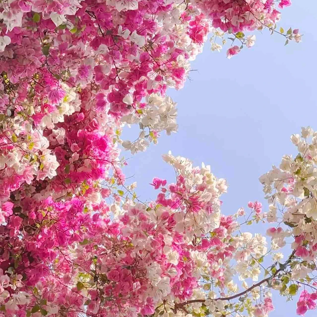 【红缨】三角梅百变红缨带花原盆土