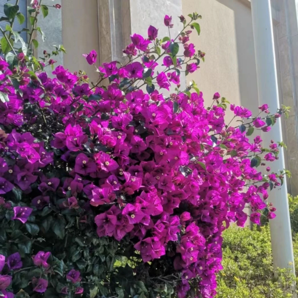 云南紫.耐寒庭院爬藤地栽三角梅