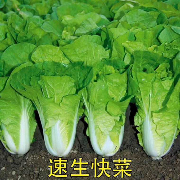 四季速生快菜种子脆甜鲜嫩营养春天菜种子阳台庭院盆栽种植大白菜