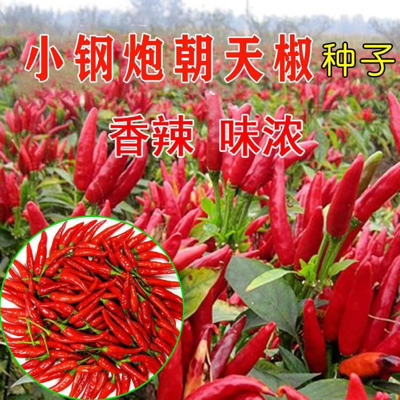 朝天椒种种子超辣小米辣超辣椒种子春夏阳台盆栽农家菜园蔬菜种子