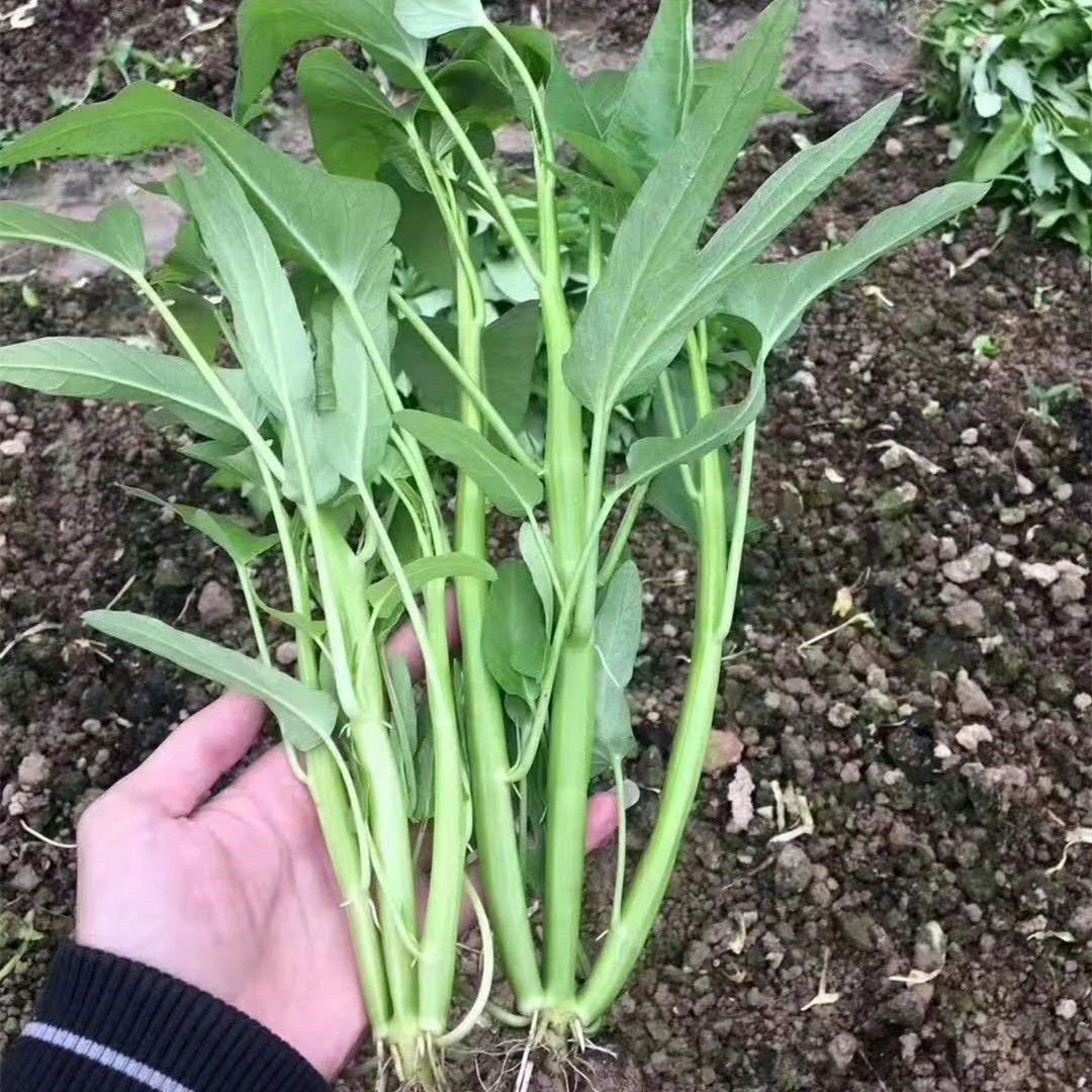 四季阳台盆栽春季种植蔬菜三叉空心菜种籽柳叶空心菜青梗空心菜籽