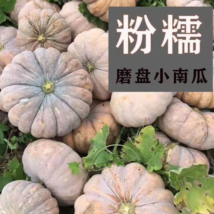 满地爬小南瓜菜种子无蔓南瓜种子南瓜种子新品种粉糯磨盘南瓜种子