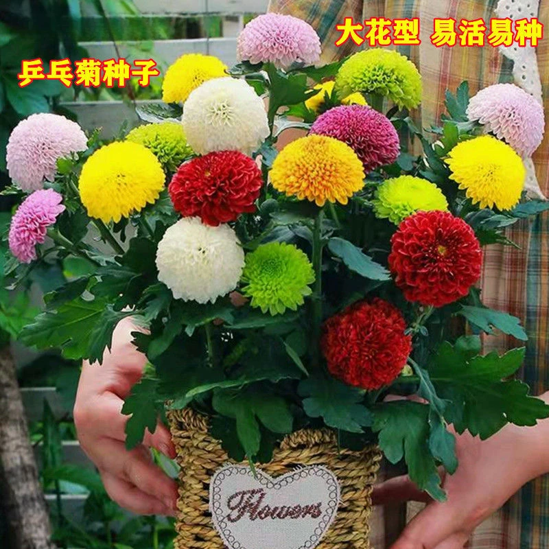 乒乓菊菊花种子花籽球行四季易种活室内外阳台鲜花盆栽种子