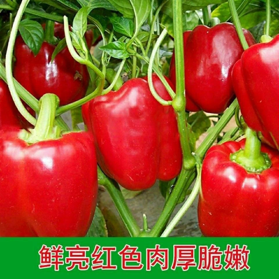 特大甜椒种子青椒种籽灯笼椒四季播阳台盆栽农家庭院辣椒种子
