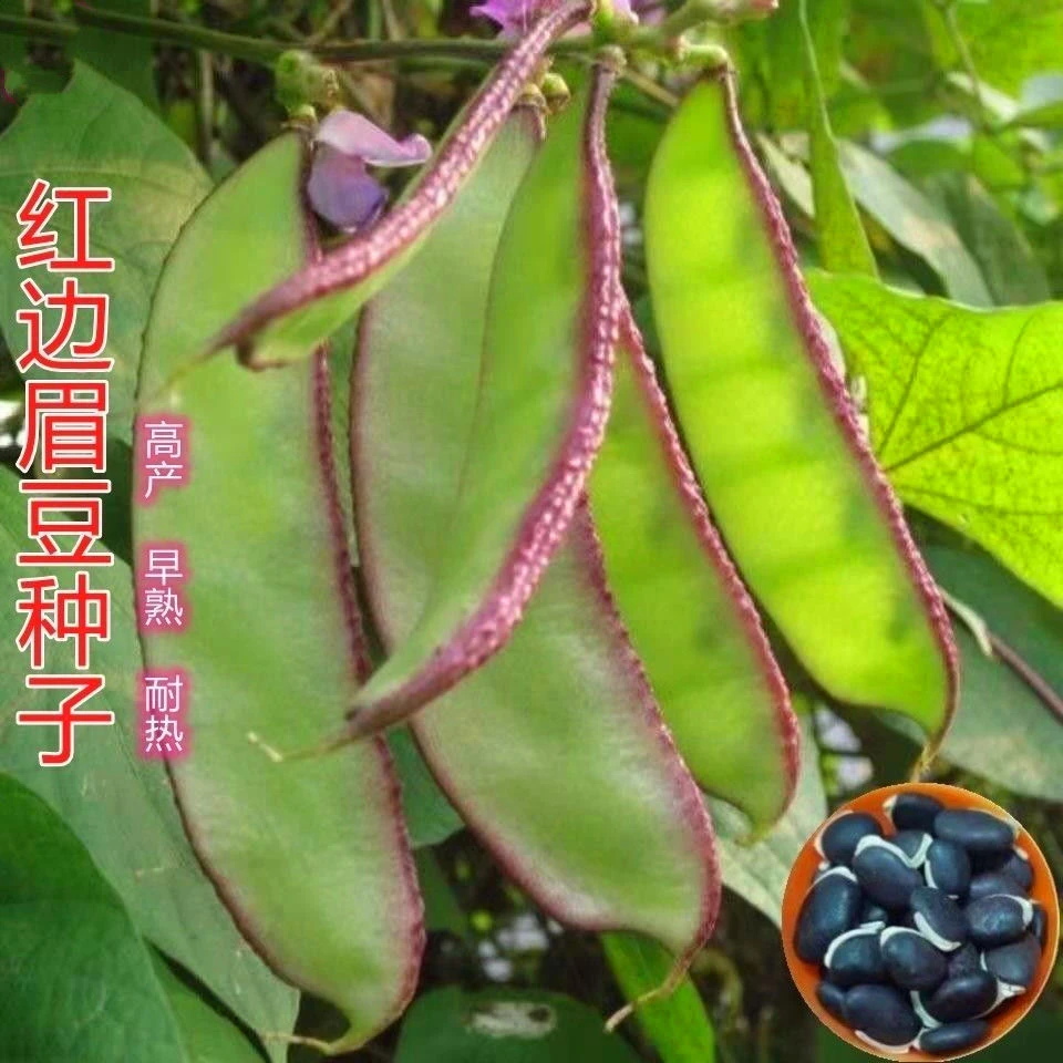 紫边眉豆种子紫眉豆红色早熟豆种冬季春秋芸四季豆籽盆栽蔬菜种子