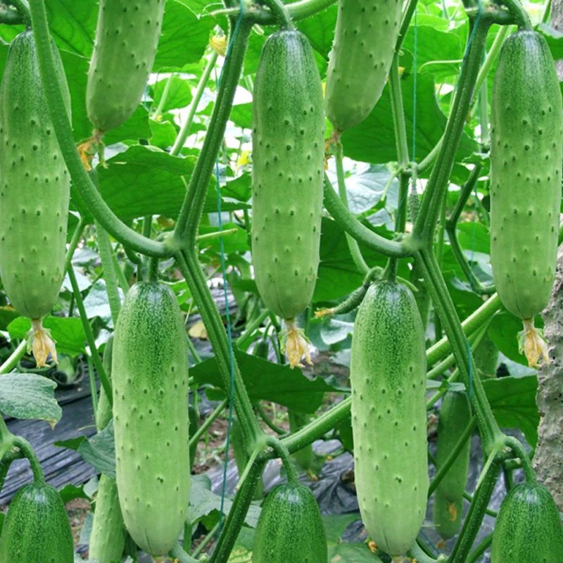四季播种水果黄瓜节节瓜小黄瓜地载阳台盆栽菜籽农家黄瓜种子