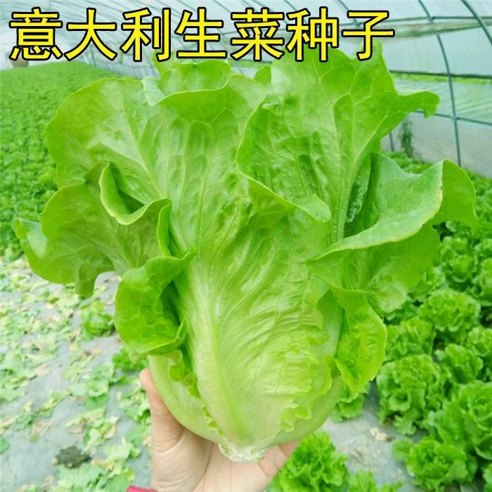 意大利生菜种子全年耐抽苔春夏秋四季易种蔬菜种子阳台盆栽生菜籽